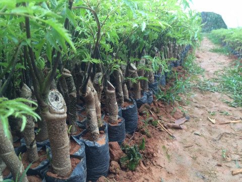 Cây giống Đinh Lăng Thuận Thiên