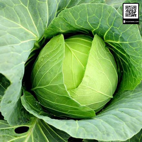Bắp cải xanh Đại Lan