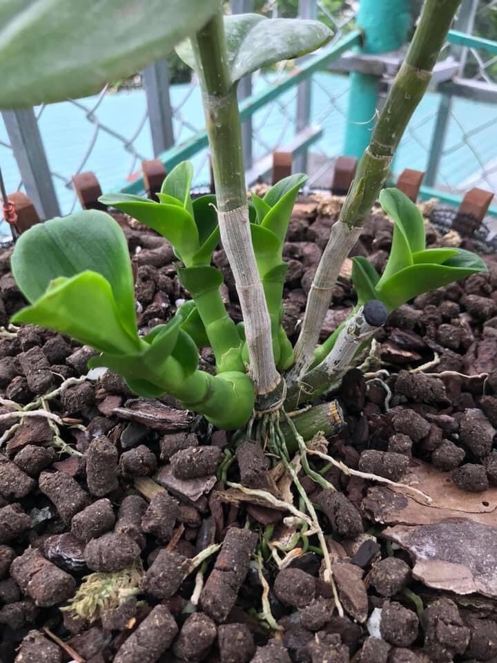 Phân Trùn Quế Ép Viên