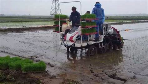 Máy cấy lúa Yanmar YR60D