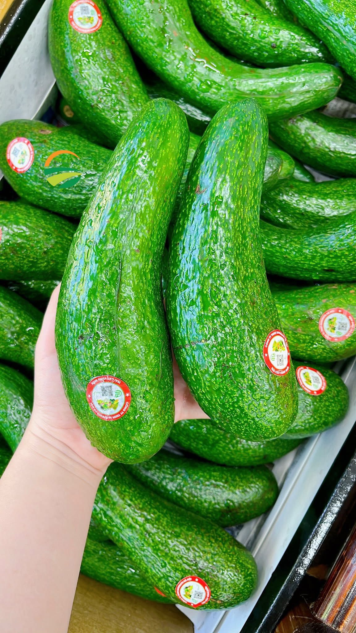 Bơ sáp
