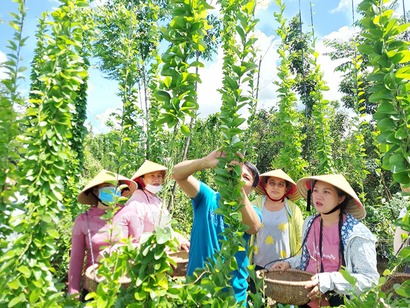 Du lịch sinh thái cộng đồng