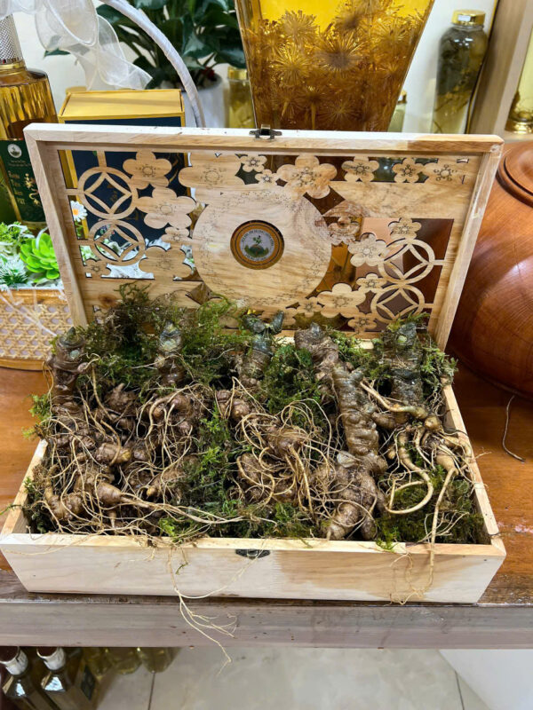 Sâm Lai Châu (Củ lớn)