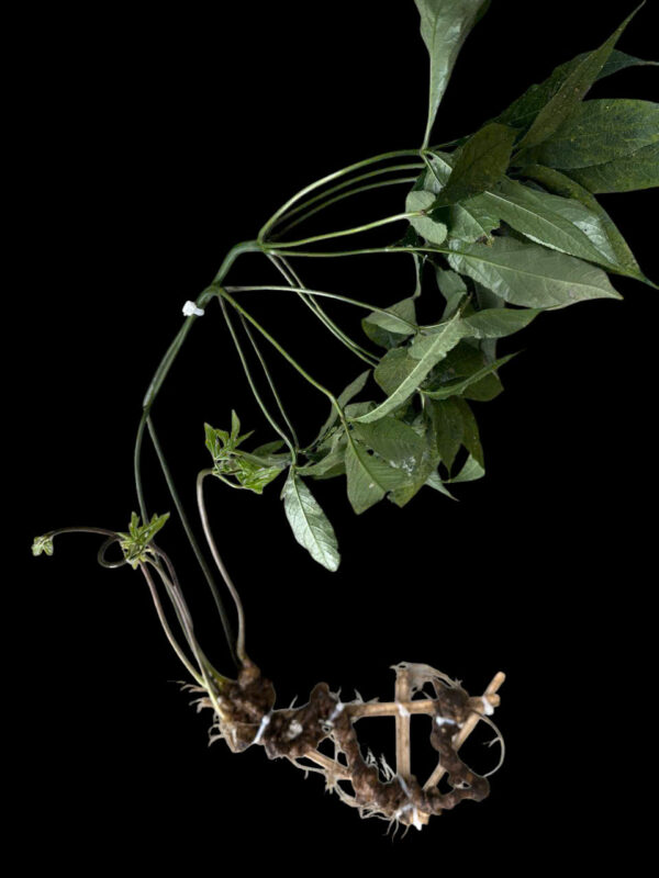 Sâm Lai Châu đặc biệt (Cỡ phổ thông)