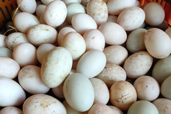 Trứng Vịt (10 quả)