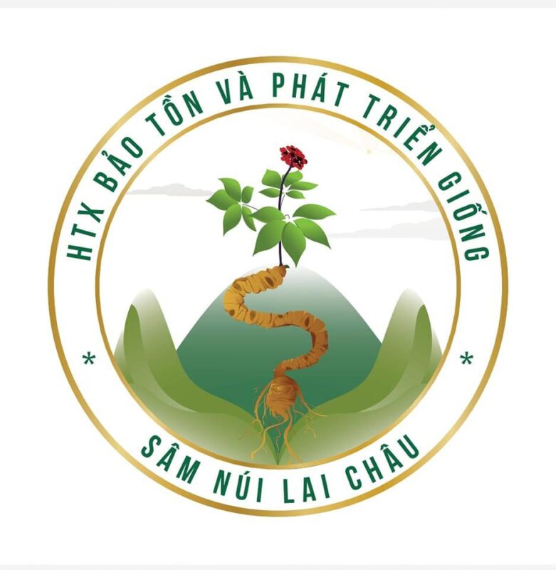 HTX Bảo tồn và phát triển giống sâm núi Lai Châu
